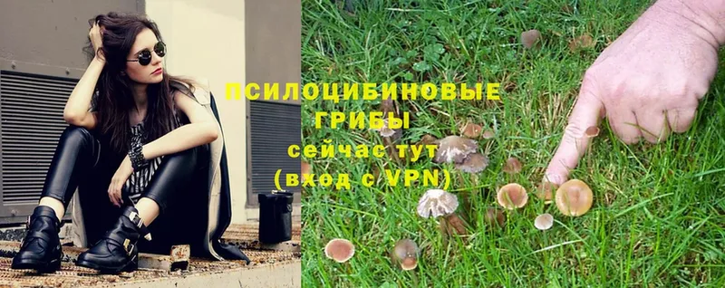 где продают   Заволжск  Псилоцибиновые грибы Psilocybine cubensis 